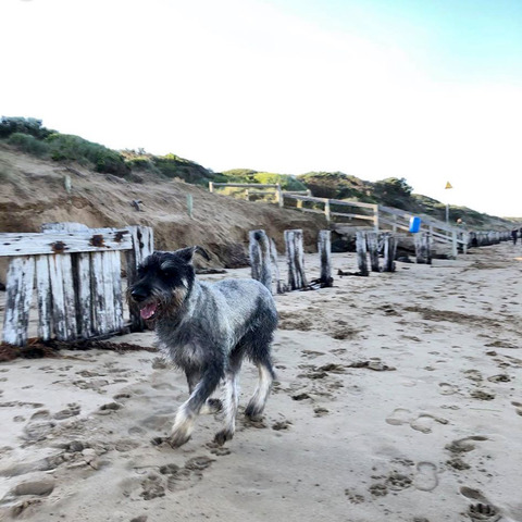 Indie at the beach