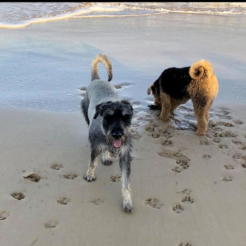 Indie at the beach