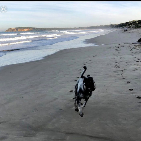 Indie at the beach