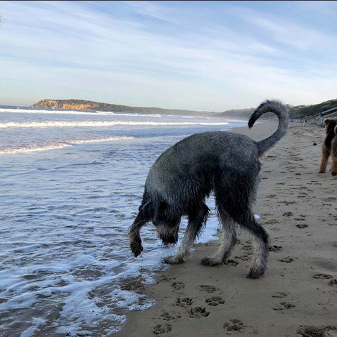 Indie at the beach