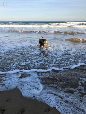 Indie at the beach