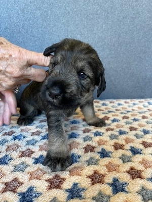 3 weeks old
