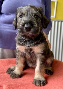 5 weeks old