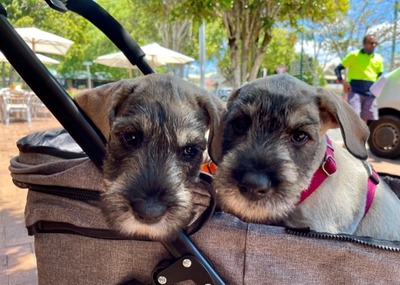 7 weeks old