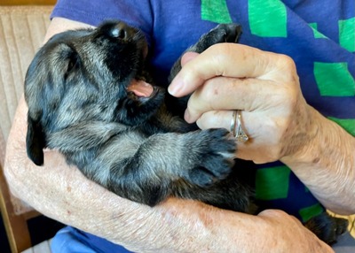 3 weeks old