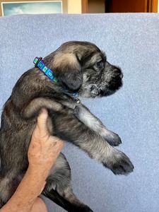 4 weeks old