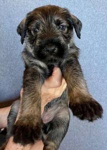 4 weeks old