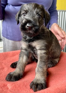 5 weeks old