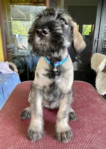 7 weeks old