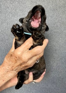 2 weeks old