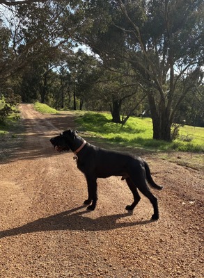 Munchener Xavier von Prinz (Rufus)