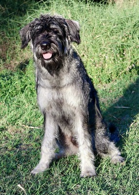Munchener Ares von Charlie  (Rufus)