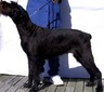 Aust Ch Reisenhund L Munchena [Black] (Ellie)