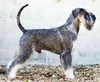 Eng Ch Ouseview's Floyd Mayweather at Valter (Floyd)