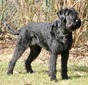 Int Ch Ger Ch Black Beauty vom kleinen Büffel VPG3 IPO3 FH2 BH AD