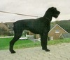 Nixe vom Lindelbrunn SchH1