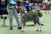 Aust Ch Munchener Sir Charlie Chapwin SPRD SWN (Charlie)